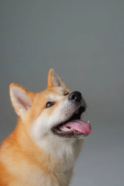红狗日本秋田在粉红背景的特写下 爱犬的概念 — 图库照片