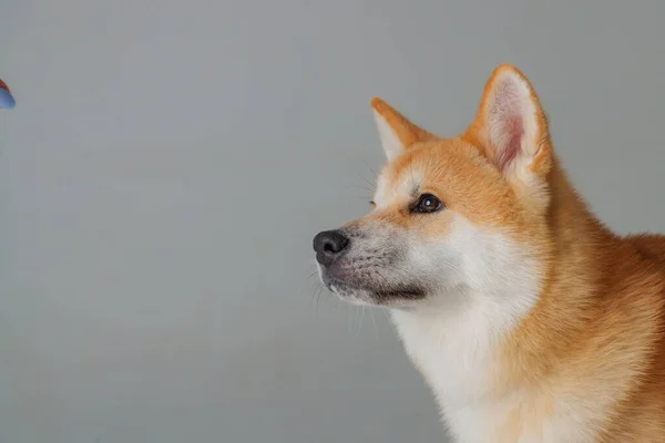 Vermelho Cão Japonês Akita Inu Fundo Rosa Close Conceito Amor — Fotografia de Stock