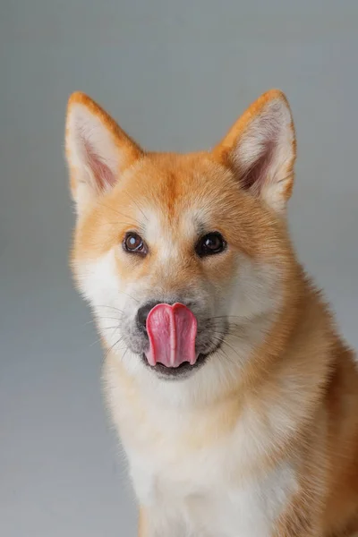 Roter Hund Japanischer Akita Inu Auf Rosa Hintergrund Nahaufnahme Das — Stockfoto