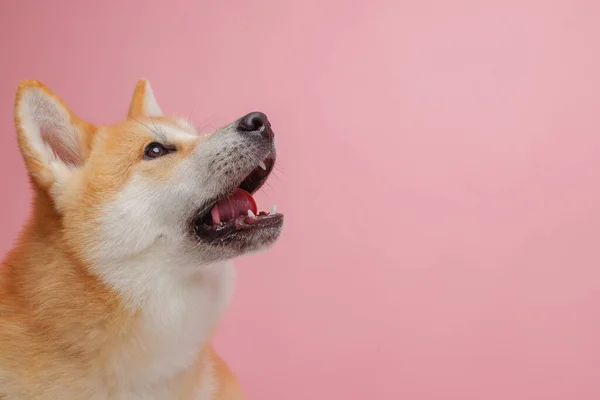 Červený Pes Japonec Akita Inu Růžovém Pozadí Close Koncept Lásky — Stock fotografie