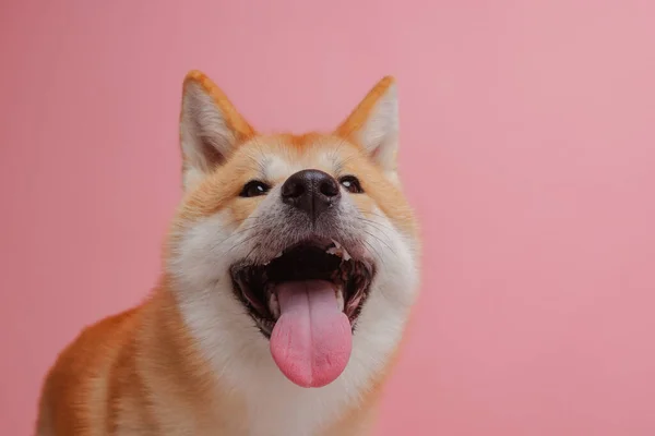 Červený Pes Japonec Akita Inu Růžovém Pozadí Close Koncept Lásky — Stock fotografie