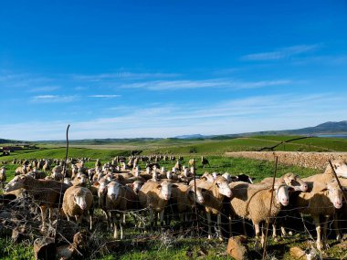 Kırsalda kameraya bakan bir koyun sürüsünün yatay fotoğrafı.