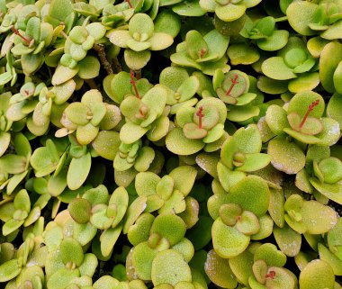 Yeşil, egzotik ve küçük yapraklı bir bitkinin yatay fotoğrafı.