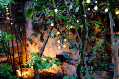 Gece bahçesinde bitkiler ve ışıklandırma