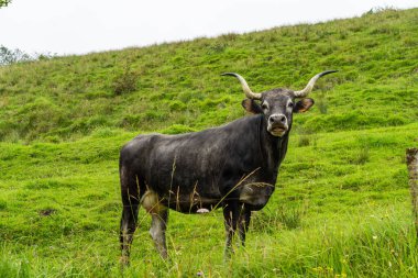 İspanya, Cantabria 'daki Cueva del Soplao mağarası madeni.