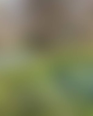 Soyut bulanık arkaplan renkleri karışık