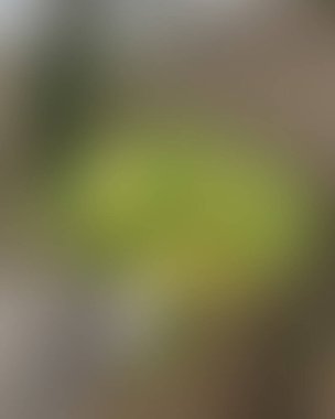 Soyut bulanık arkaplan renkleri karışık 