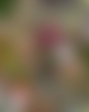 Soyut bulanık arkaplan renkleri karışık 