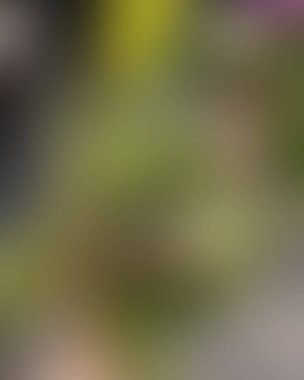 Soyut bulanık arkaplan renkleri karışık 