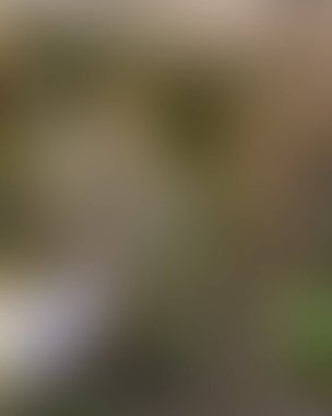 Soyut bulanık arkaplan renkleri karışık 