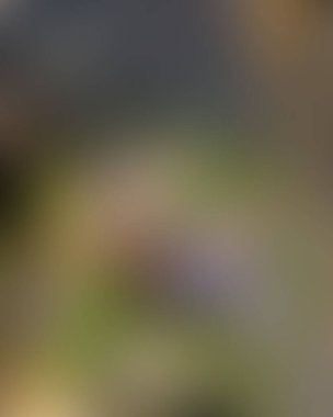 Soyut bulanık arkaplan renkleri karışık 