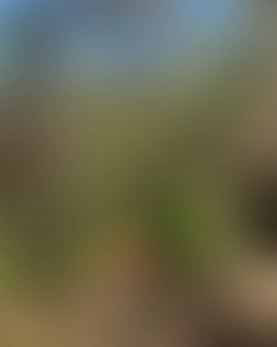 Soyut bulanık arkaplan renkleri karışık 