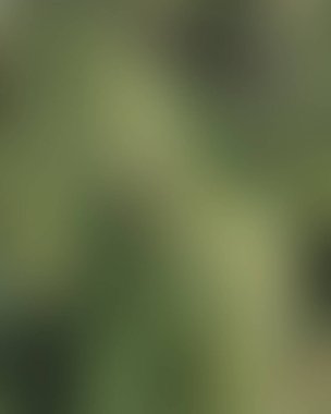 Soyut bulanık arkaplan renkleri karışık 