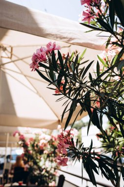 Şemsiyenin altında rahat kafe çiçekleri