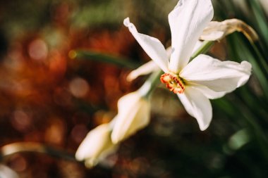 İlkbaharda beyaz narsist çiçek açar. Yakın çekim fotoğrafı.