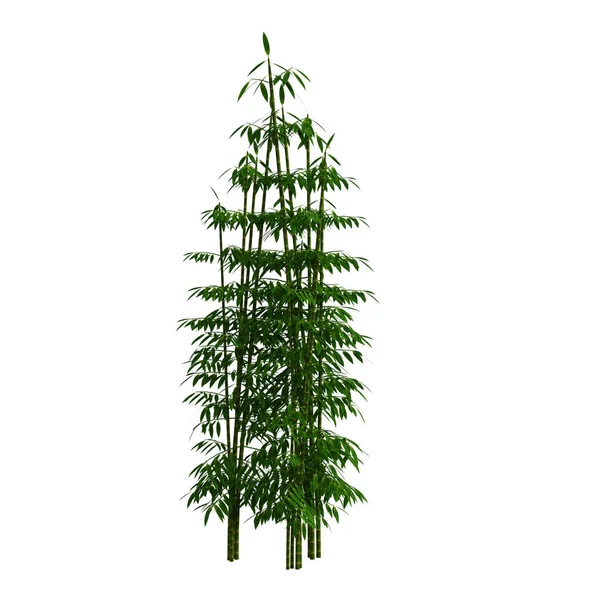 Render Bamboo Tree Isolated — Zdjęcie stockowe