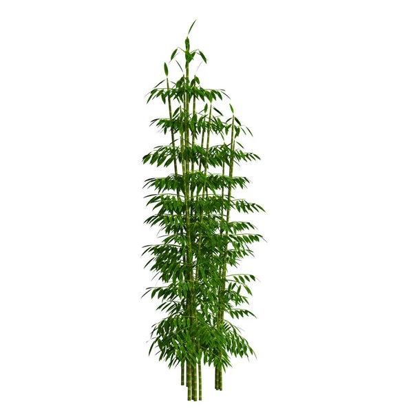 3D使竹树隔绝 — 图库照片