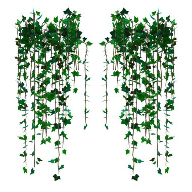 3D sarmaşık sarmaşıklarını izole et