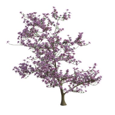 3 boyutlu ağaç izole edilmiş manolya yaprakları