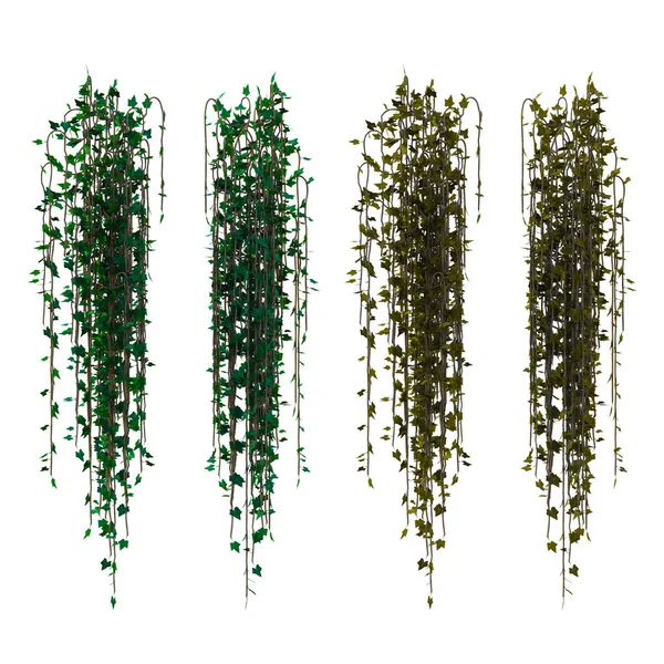 Render Ivy Vines Isolated — Stock Photo, Image