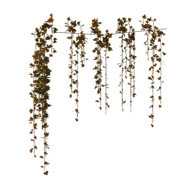 Render Ivy Vines Isolated — Stock Photo, Image