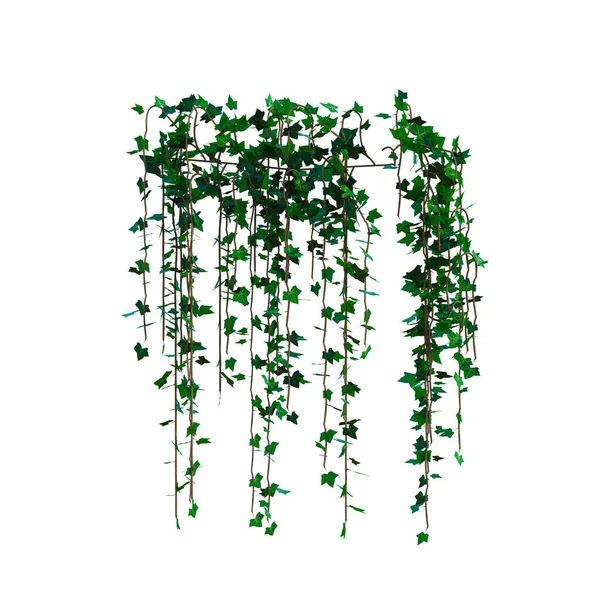 3D sarmaşık sarmaşıklarını izole et