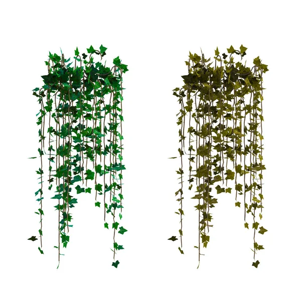 3D sarmaşık sarmaşıklarını izole et