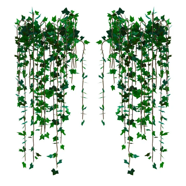 3D sarmaşık sarmaşıklarını izole et