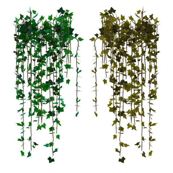 3D sarmaşık sarmaşıklarını izole et