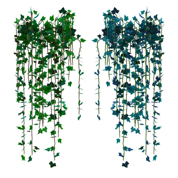 Render Ivy Vines Isolated — Stock Photo, Image