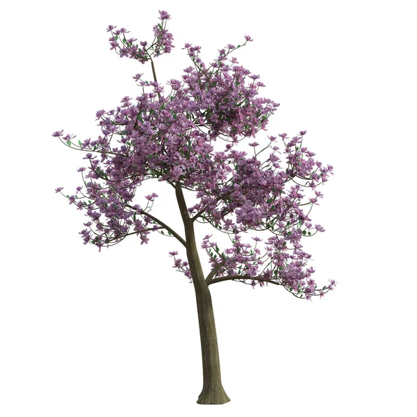 Render Tree Isolated Leaves Magnolia —  Fotos de Stock