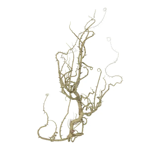 3d render isolated briar thorn patch