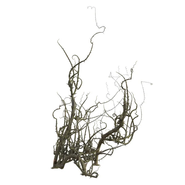 3d render isolated briar thorn patch