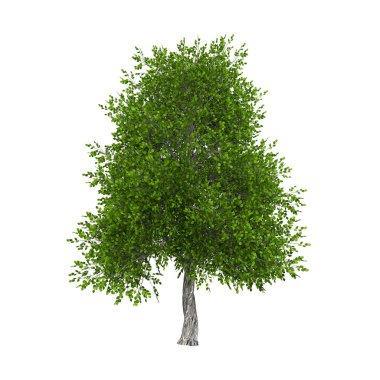 3d resimleme ağacı izole edildi