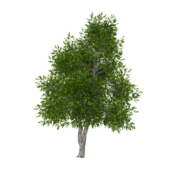 Изолированное Трехмерное Дерево Изображений — стоковое фото