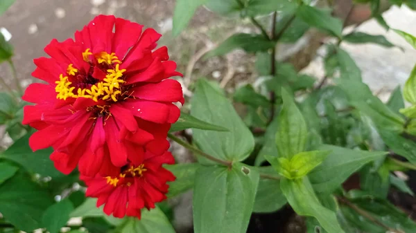 Flores Dalia Roja Que Son Hermosas Patio — Foto de Stock