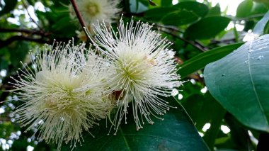 Syzygium armstongii. Beyaz Guava Çiçekleri