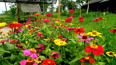 Renkli Dahlia çiçeklerinden yapılmış yaratıcı bir düzen. Düz Düzen, Doğa Kavramı