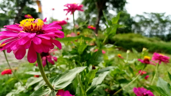Dahlia Plena Floración Está Brillando Luz —  Fotos de Stock