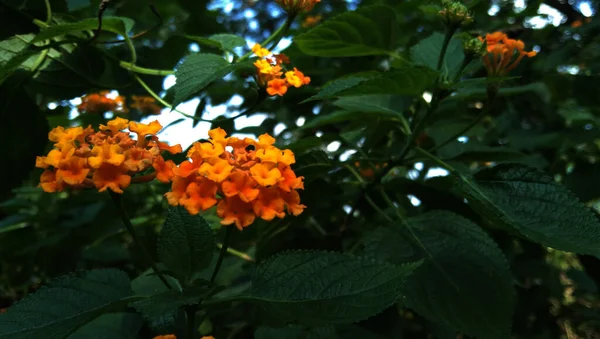 Stadtpark Blüht Eine Schöne Gelbe Lantana Camara — Stockfoto