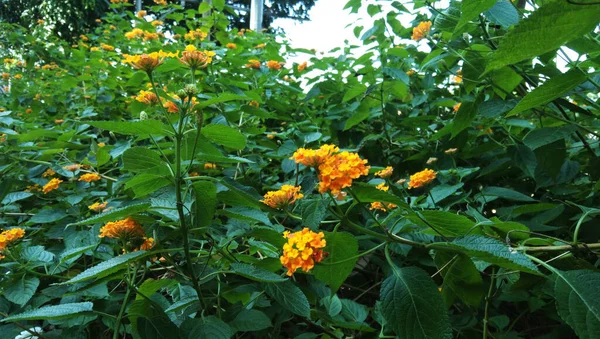 Flor Naranja Los Fondos Del Jardín — Foto de Stock