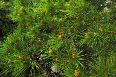 Güzel çam, Noel akşamı