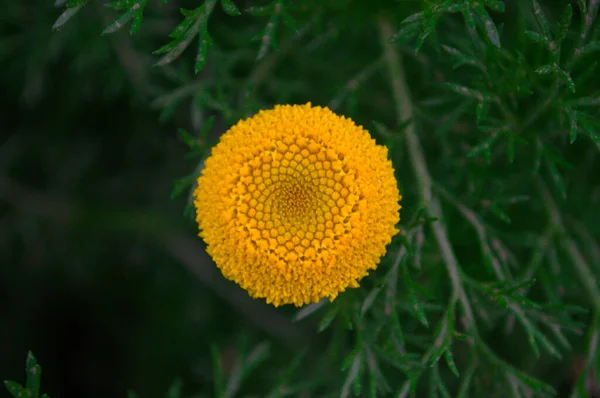 Beatuiful Κίτρινο Λουλούδι Tanacetum — Φωτογραφία Αρχείου