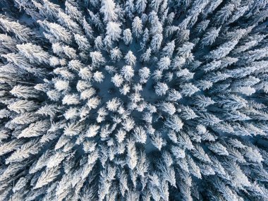 yukarıdan aşağıya ormanın görünümü.