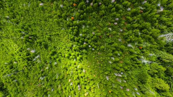 Blick Von Oben Auf Neues Bergwachstum Nach Einem Waldbrand Vor — Stockfoto