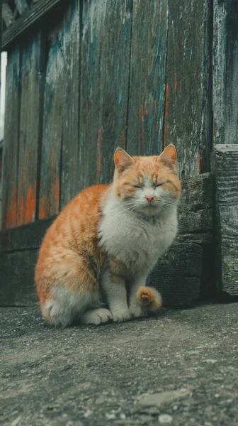 歩道の井戸の前には目を閉じた赤い猫が座っている — ストック写真