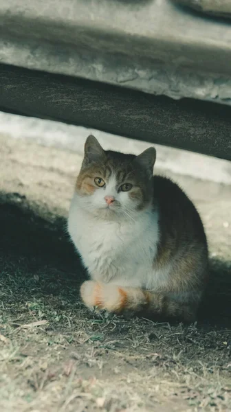 Gato Vermelho Com Uma Cor Olho Interessante Senta Grama Sob — Fotografia de Stock