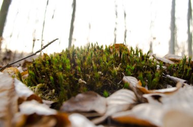 Yeşil yosun, güneşin altındaki ormanda büyük bir ağaçta yetişir.