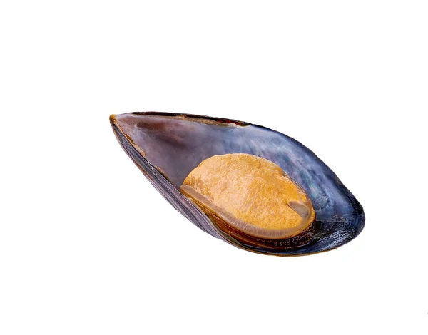 Frische Halb Gekochte Muschel Isoliert Auf Weißem Hintergrund — Stockfoto