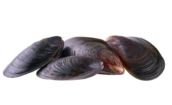 Färska Levande Musslor Isolerade Med Klippning Väg Vit Bakgrund — Stockfoto
